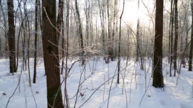 Kış orman, güneş tarafından yaktı