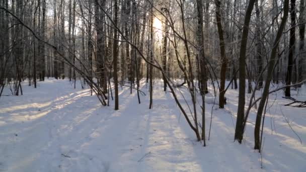 Зимовий ліс, освітлений сонцем — стокове відео