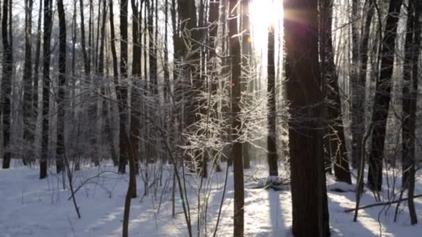 Winter forest, upplyst av solen — Stockvideo