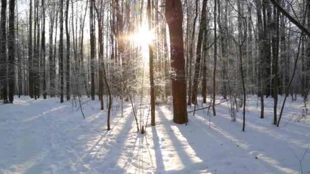 Зимний лес, освещенный солнцем — стоковое видео