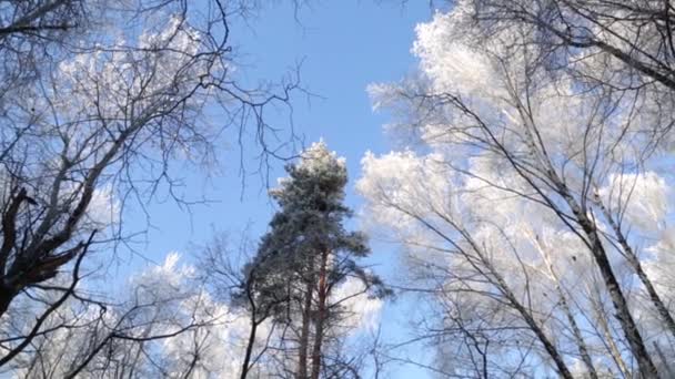 Bosque de invierno, las copas de los árboles — Vídeos de Stock