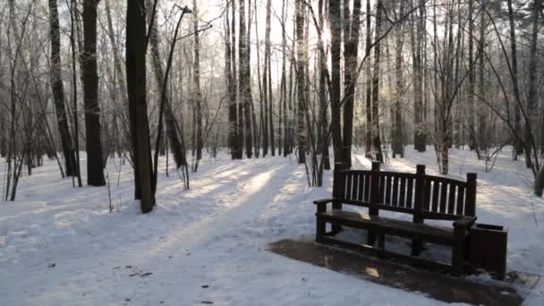 Bosque de invierno, iluminado por el sol — Vídeos de Stock