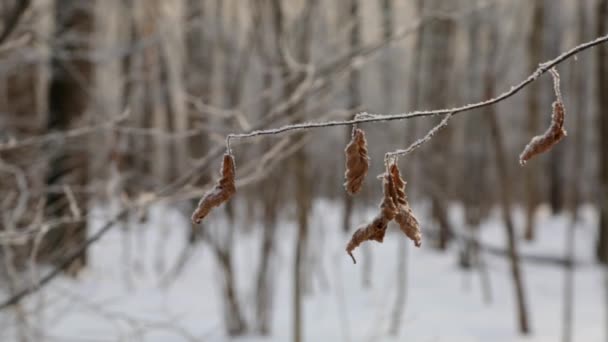 Winterwald, der Schnee fällt, der Schnee auf den Zweigen und Blättern — Stockvideo