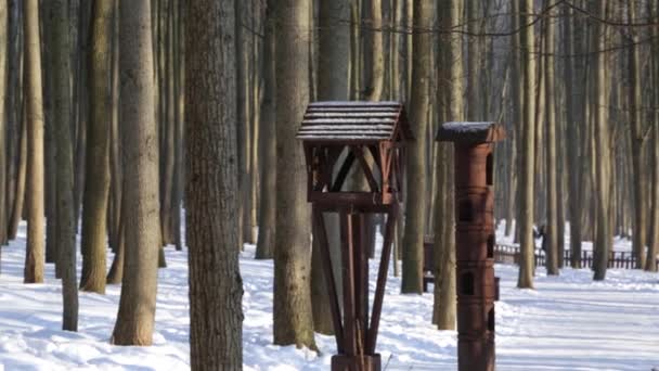 Зимовий ліс, освітлений сонцем, в спокійну погоду, синиця їсть від годівниці для птахів — стокове відео