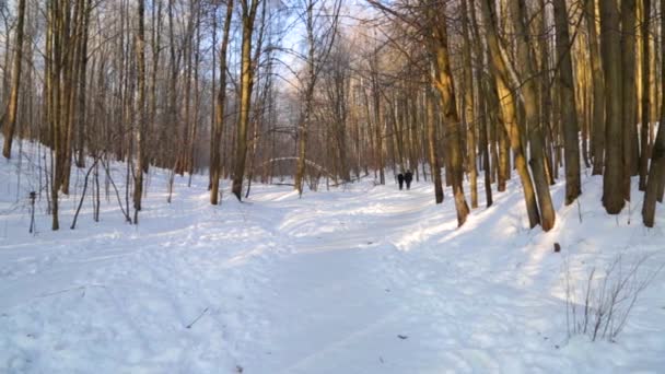 Зимний лес, освещенный солнцем, на закате — стоковое видео