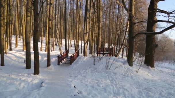 Bosque de invierno, iluminado por el sol, las escaleras en el bosque — Vídeos de Stock