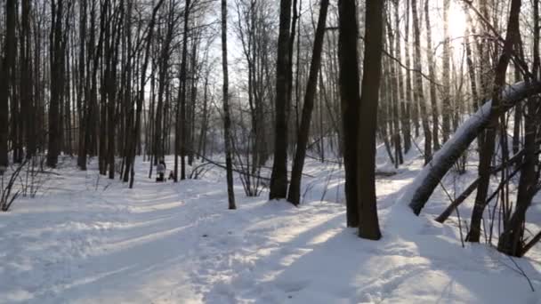 Winter forest, upplyst av solen, mor och barn på promenad — Stockvideo