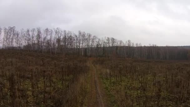 Flight over autumn birch forest in cloudy weather — Stock Video