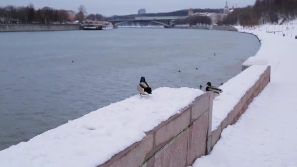 Дикие утки на зимней реке — стоковое видео