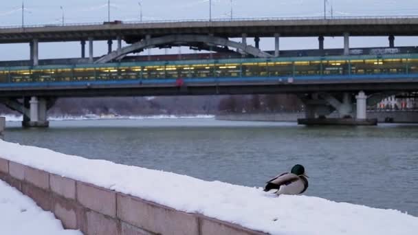 Duck on a winter promenade — Stock Video