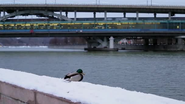 Ente auf einer Winterpromenade in der Nähe der Brücke — Stockvideo