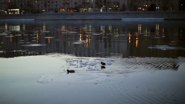Утки на льдине в городе — стоковое видео