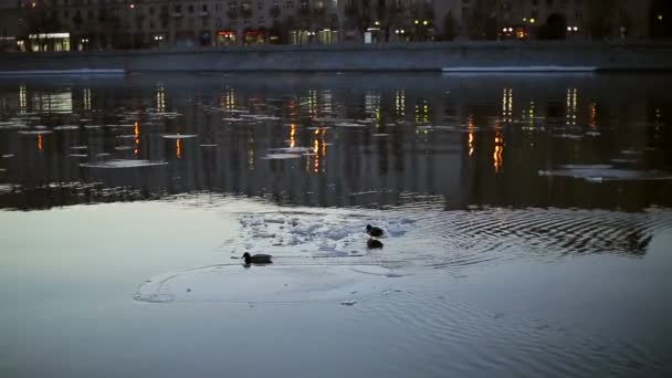 Ducks on an ice floe in the city — Stock Video