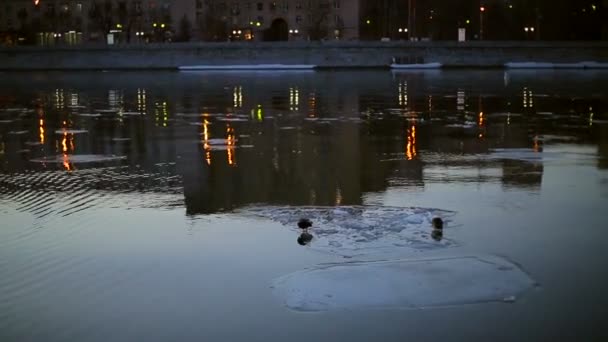 Ducks on an ice floe in the city — Stock Video