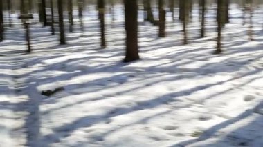 Sincap ormanın içinden çalışan