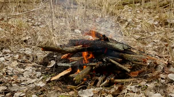 Бонфайр в лісі — стокове відео