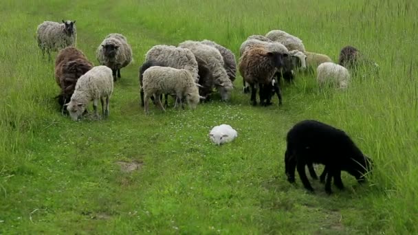 Sheep graze in a field — Stock Video