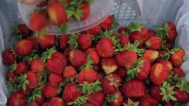 Çiftlikte çilek toplama