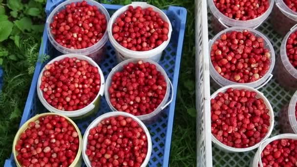 Strawberries in buckets — Stock Video