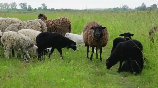 绵羊在田里吃草 — 图库视频影像