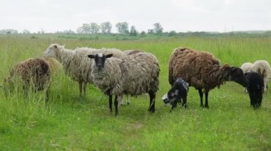 Tarlada koyun otlatmak