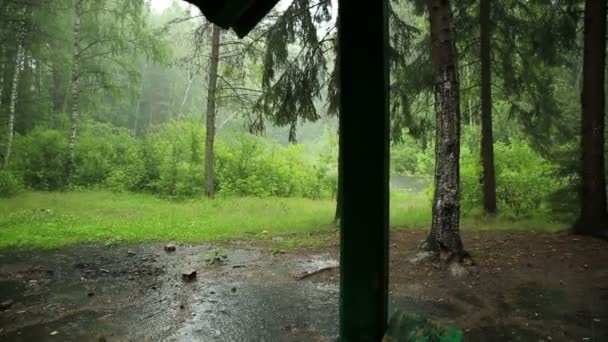 Lluvia en el bosque — Vídeo de stock