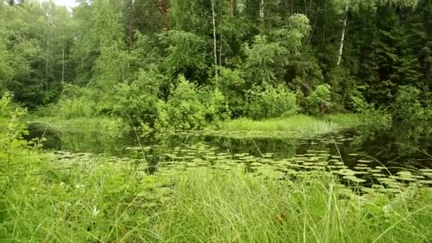 Forest lake with water lilies — Stock Video