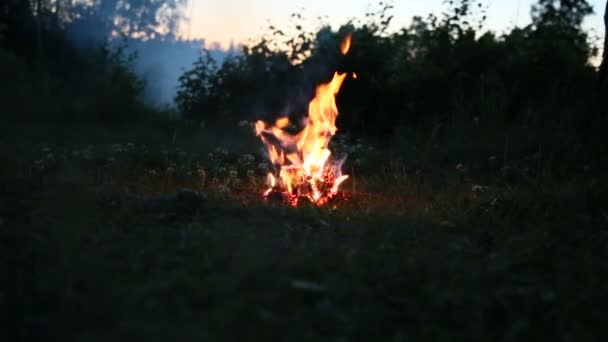 밤에 숲에서 화재 — 비디오