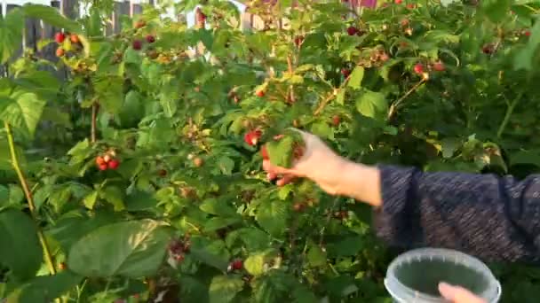 Memetik raspberry dari semak — Stok Video