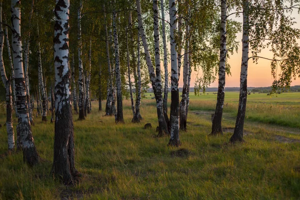 Russian landscape, birch on the sunset Royalty Free Stock Images