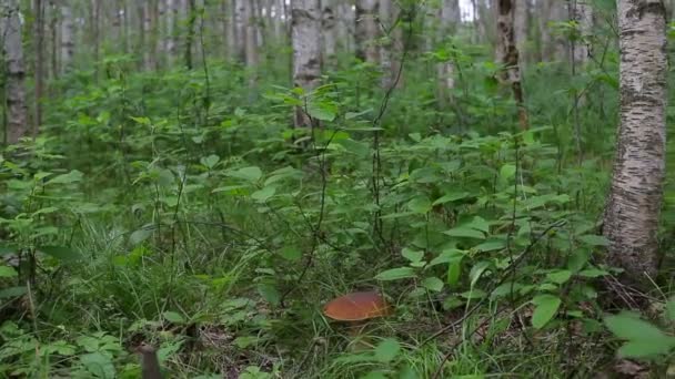 Porcini forêt dans l'herbe dans la forêt de bouleau 