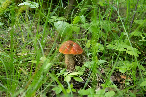 Bolet à capuchon orange dans l'herbe — Photo