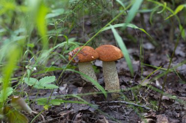 Çimlerde portakal kaplamalı boletus