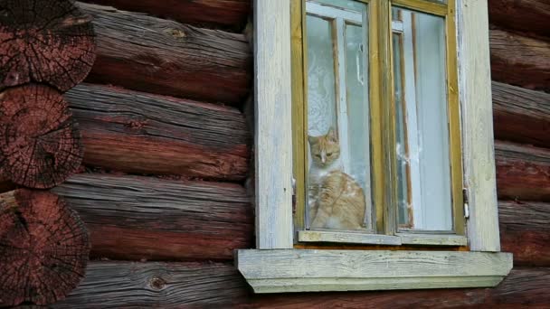 Gato atrás de uma janela — Vídeo de Stock