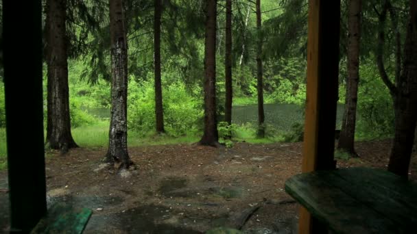 Lluvia en el bosque — Vídeo de stock