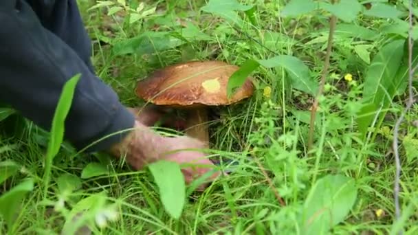 Man skär svamp i skogen — Stockvideo