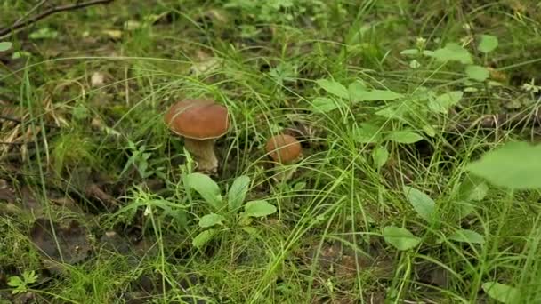 Floresta de Porcini na grama — Vídeo de Stock