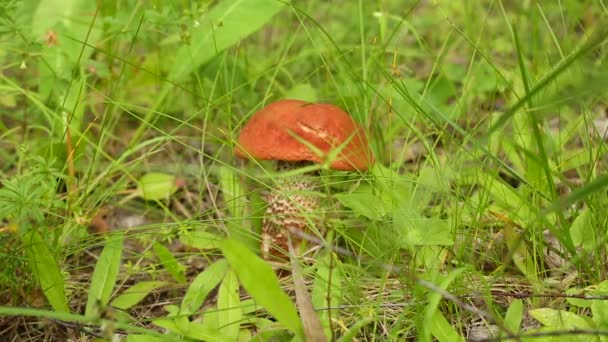 Forêt de peupliers faux-trembles dans l'herbe — Video