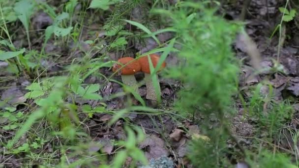 Cogumelos aspen floresta na grama — Vídeo de Stock