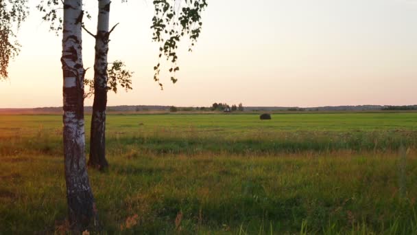 Paisagem russa, vidoeiro no pôr do sol, campo de arado trator — Vídeo de Stock