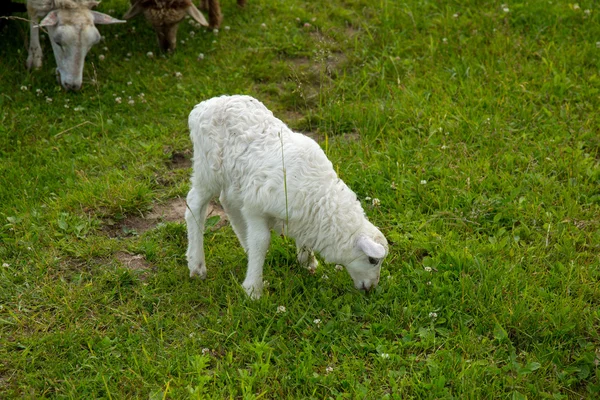 Lamb se pasou v poli — Stock fotografie