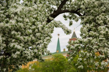 Kremlin yakınındaki armut çiçeği