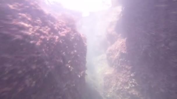 Морское дно, под водой — стоковое видео