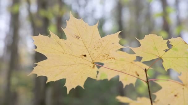 Φθινόπωρο δάσος σε μια συννεφιασμένη μέρα — Αρχείο Βίντεο