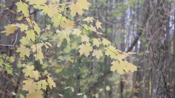 Φθινόπωρο δάσος σε μια συννεφιασμένη μέρα — Αρχείο Βίντεο
