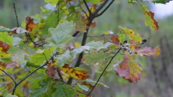 Forêt d'automne par temps nuageux 