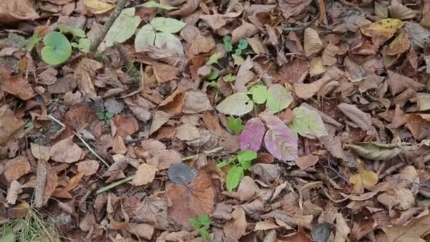 Forêt d'automne par temps nuageux 