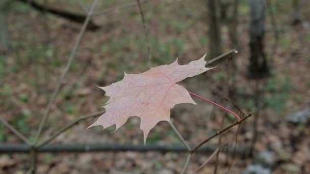 Foresta autunnale in una giornata nuvolosa — Video Stock