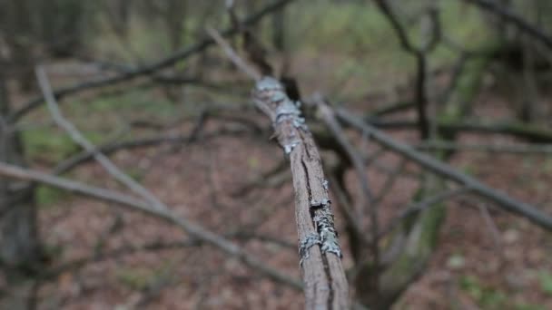 Autumn forest on a cloudy day — Stock Video