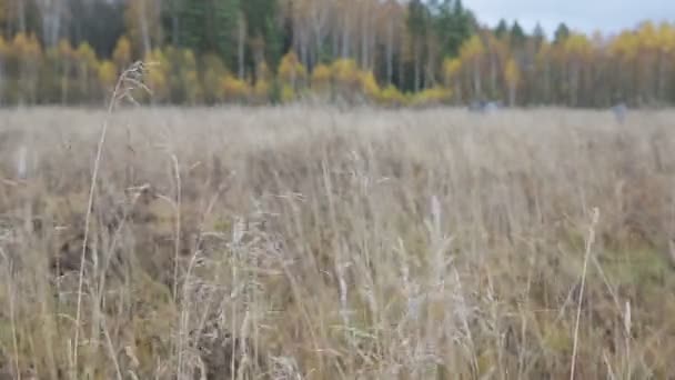 Het gras zwaait in de wind in een veld — Stockvideo